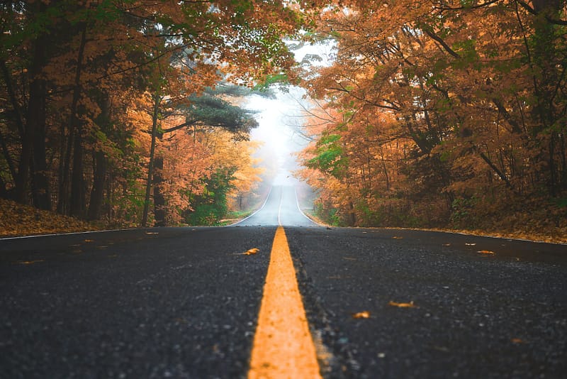 Empty open road with trees in fall